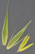 Image of meadow barley