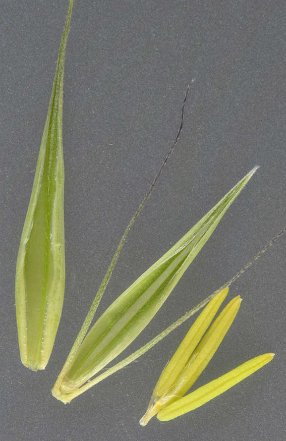 Image of meadow barley