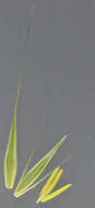 Image of meadow barley