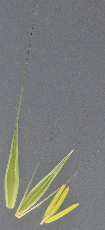 Image of meadow barley