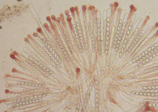 Image of Cheilymenia granulata (Bull.) J. Moravec 1990