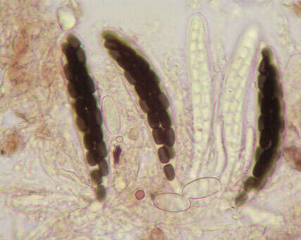 Слика од Sporormiella minima (Auersw.) S. I. Ahmed & Cain 1970