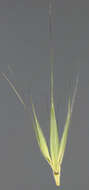 Image of meadow barley