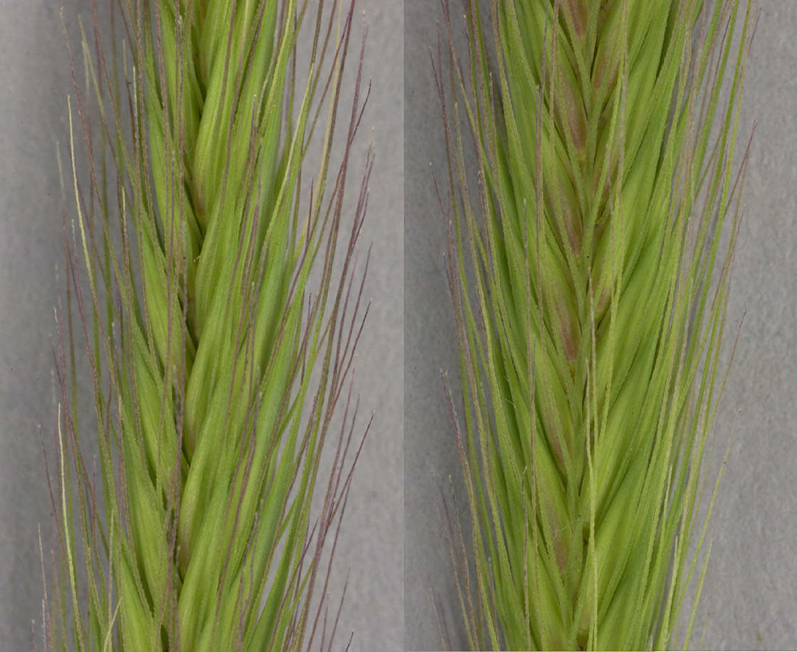 Image of meadow barley