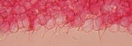 Image of Mycena tenerrima (Berk.) Quél. 1872