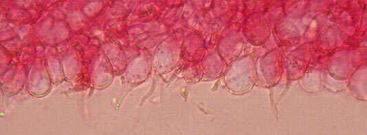 Image of Mycena tenerrima (Berk.) Quél. 1872