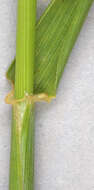 Image of meadow barley