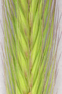 Image of meadow barley