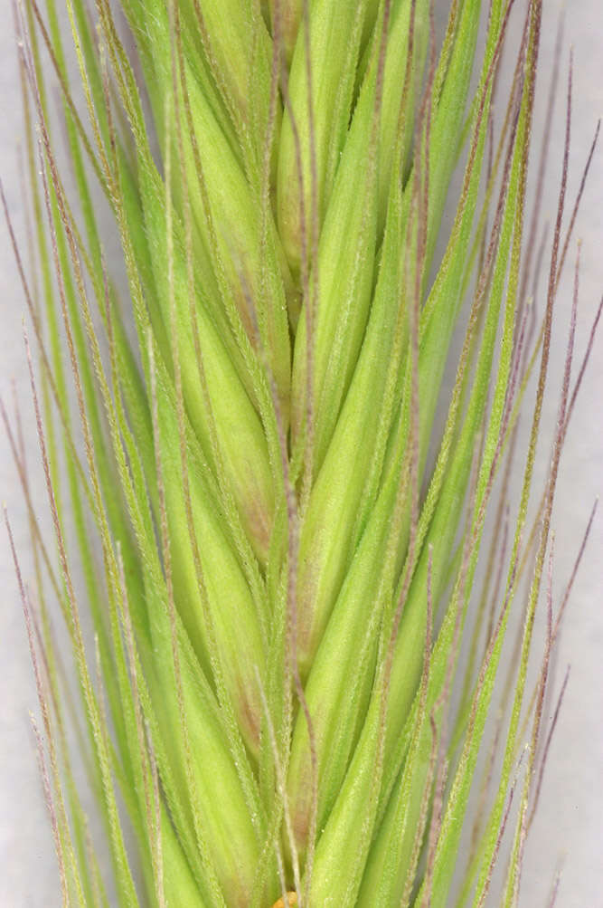 Image of meadow barley