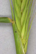 Image of meadow barley