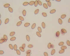 Plancia ëd Conocybe velutipes (Velen.) Hauskn. & Svrček 1999