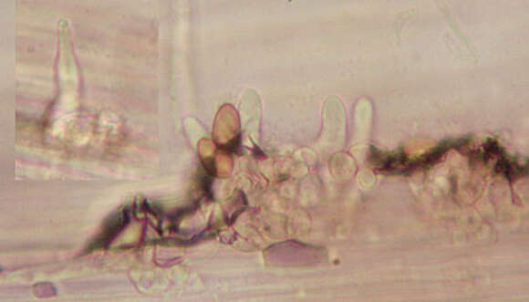 Plancia ëd Conocybe velutipes (Velen.) Hauskn. & Svrček 1999