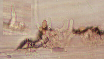 Imagem de Conocybe velutipes (Velen.) Hauskn. & Svrček 1999