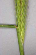 Image of meadow barley