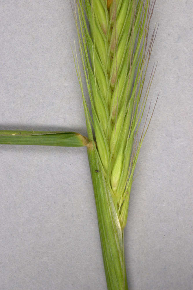 Image of meadow barley