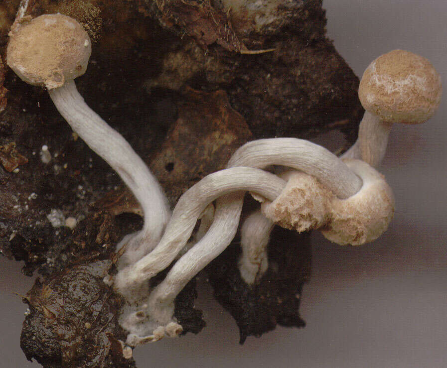 Image of Powdery Piggyback mushroom