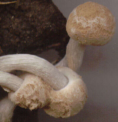 Image of Powdery Piggyback mushroom