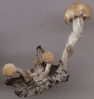 Image of Powdery Piggyback mushroom