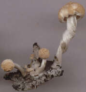 Image of Powdery Piggyback mushroom