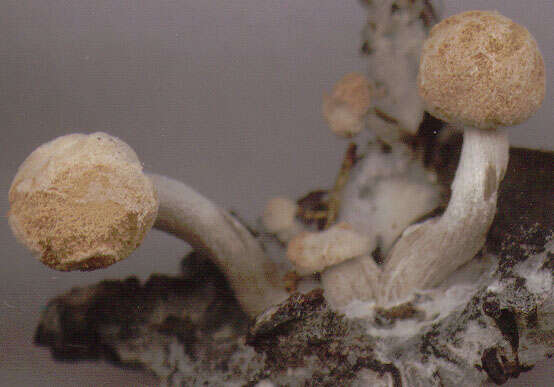 Image of Powdery Piggyback mushroom