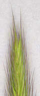 Image of meadow barley