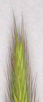 Image of meadow barley