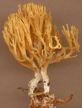 Слика од Ramaria stricta (Pers.) Quél. 1888