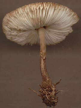 Слика од Leucoagaricus georginae (W. G. Sm.) Candusso 1990