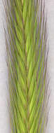 Image of meadow barley