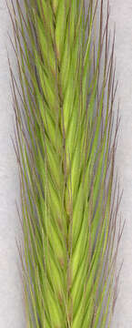 Image of meadow barley