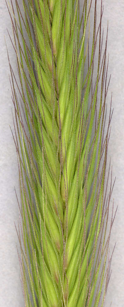 Image of meadow barley