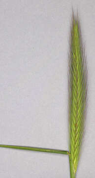 Image of meadow barley