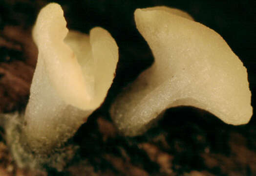Image of Hymenoscyphus imberbis (Bull.) Dennis 1964