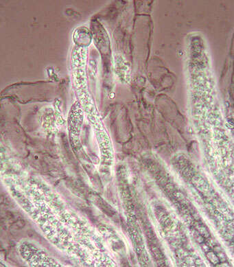 Image of Cercophora coprophila (Fr.) N. Lundq. 1972