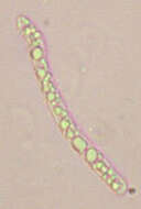 Image of Cercophora coprophila (Fr.) N. Lundq. 1972