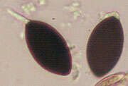 Image of Cercophora coprophila (Fr.) N. Lundq. 1972