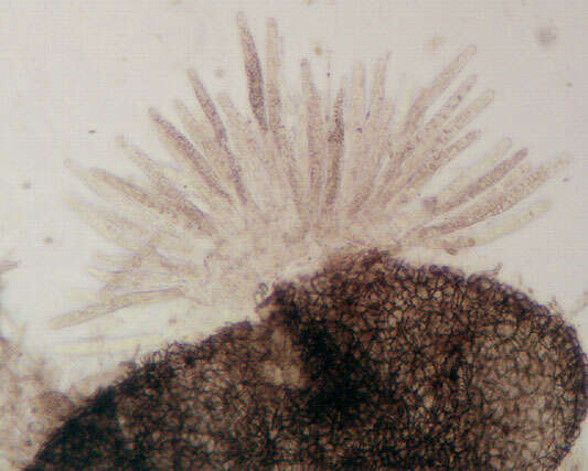 Image of Cercophora coprophila (Fr.) N. Lundq. 1972
