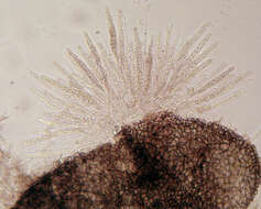 Image of Cercophora coprophila (Fr.) N. Lundq. 1972