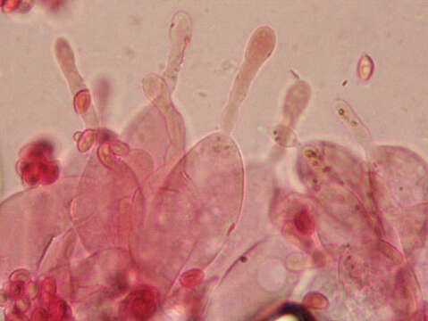 Image of Leucoagaricus georginae (W. G. Sm.) Candusso 1990