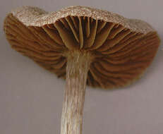 Image of Cortinarius flexipes (Pers.) Fr. 1838