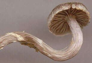 Image of Cortinarius flexipes (Pers.) Fr. 1838