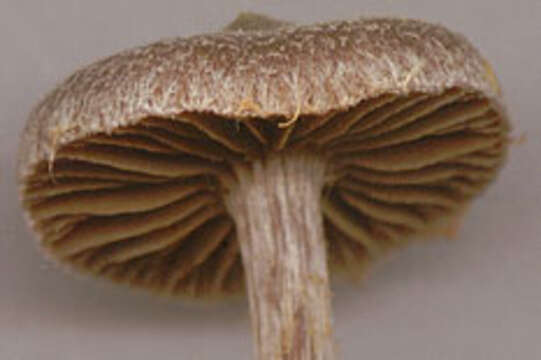 Image of Cortinarius flexipes (Pers.) Fr. 1838