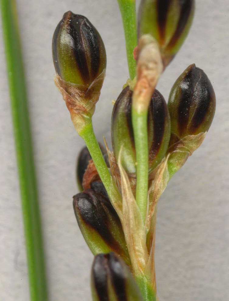 Image of black needle rush