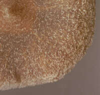 Image of Pelargonium Webcap