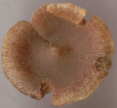 Image of Cortinarius flexipes (Pers.) Fr. 1838