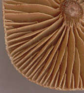 Image of Cortinarius flexipes (Pers.) Fr. 1838