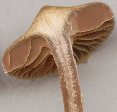 Image of Cortinarius flexipes (Pers.) Fr. 1838