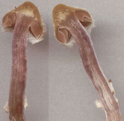 Image of Cortinarius flexipes (Pers.) Fr. 1838