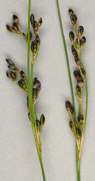 Image of black needle rush