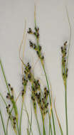 Image of black needle rush